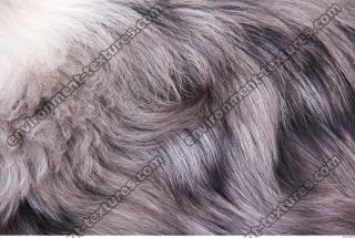 dog fur 0001